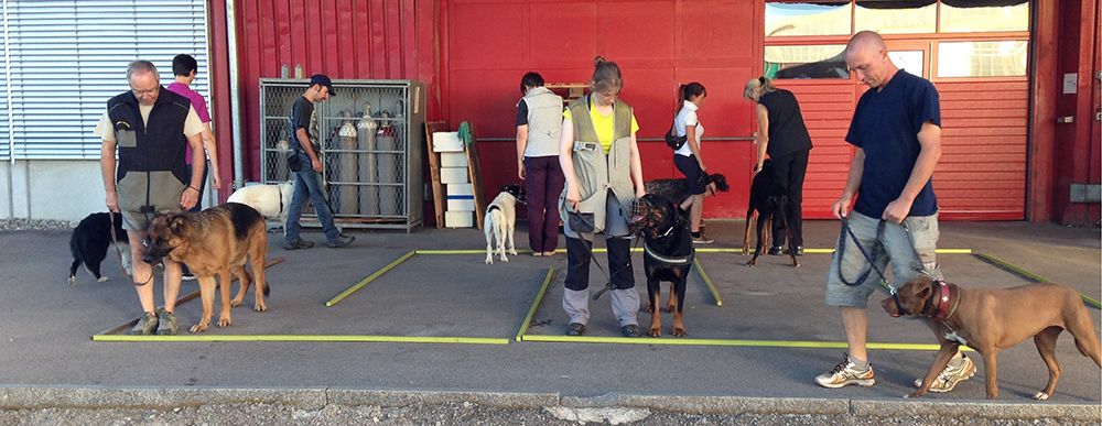 Matsh – Moderner AusbildungsTreffpunkt Schweizer Hundetrainer